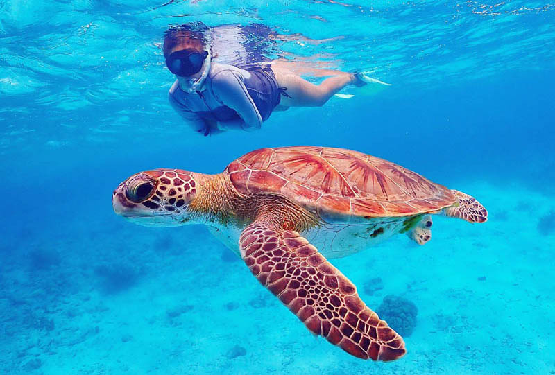snorkelen bonaire met schildpadden